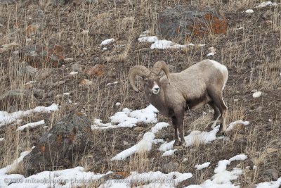 043-Big Horn Sheep on Hillside