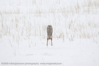 055-Coyote Jumps for Vole