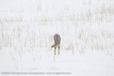 056-Coyote Jumps for Vole