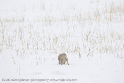 060-Coyote Jumps for Vole