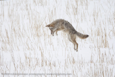 063-Coyote Jumps for Vole