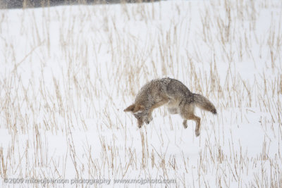 065-Coyote Jumps for Vole