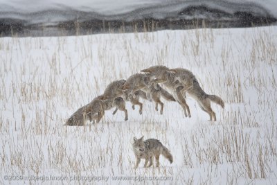 067-Coyote Jumps for Vole Composite