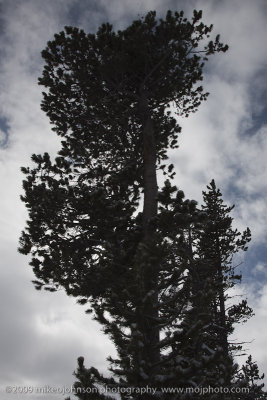 081-Pine Tree Silouette