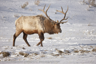 083-Bull Elk