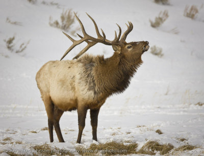 084-Bull Elk