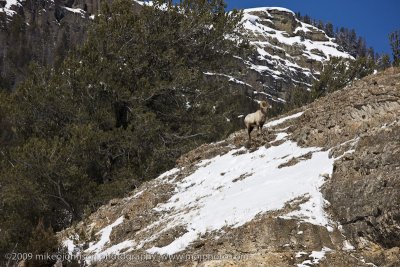 086-Big Horn Sheep on Hillside