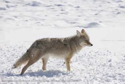 088-Coyote Walks By