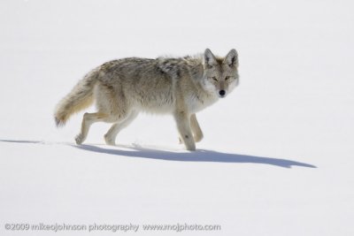 090-Coyote Walking By