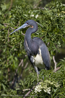 003-Tri-color in Breeding Plumage