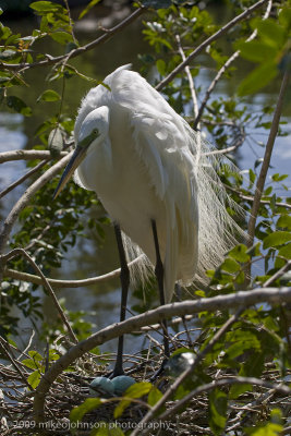 005-Great White Egret Nest with Eggs
