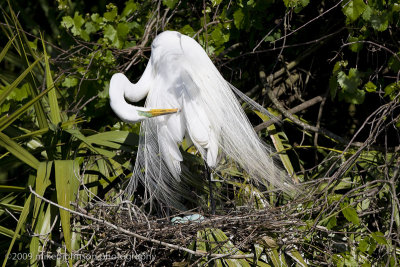 006-Egret Nest with Eggs