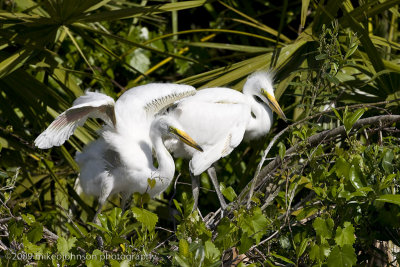 008-Egret Chicks