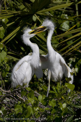 013-Egret Chicks