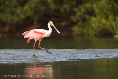 001-Spoonbill in morning light