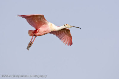 006-Spoonbill in Flight