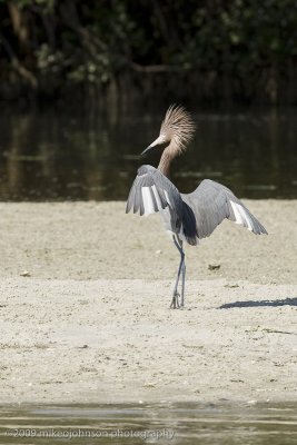 007-Reddish Egret Display