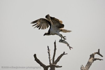 009-Osprey with Fish