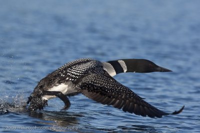 014-Loon Take Off