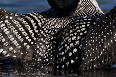 015-Loon Feather Close Up