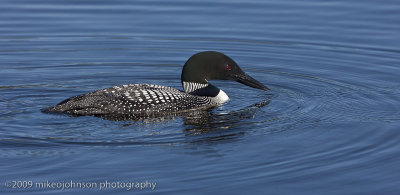 017-Loon with Ripples