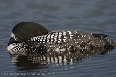 033-Loon at Rest