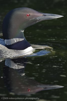 037-Loon Head with Reflection