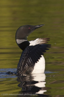 040-Loon Standing