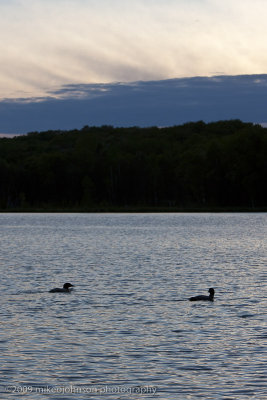 044-Loons at Sunset