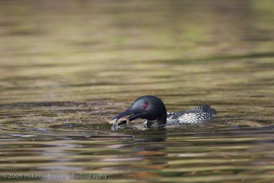 045-Loon with Crawfish