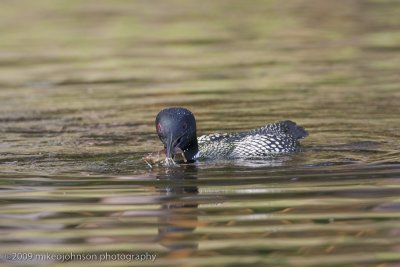 046-Loon with Crawfish