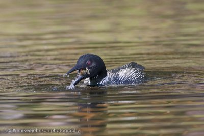 047-Loon with Crawfish