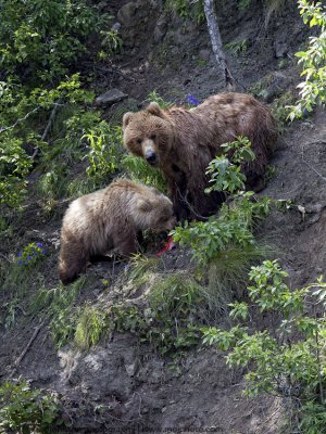 038-Grizzly Sow with Cub