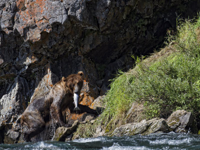 042-Grizzly with Salmon in the Gorge