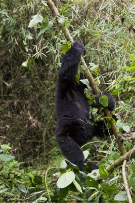 017-Juvenile Climbs the Bamboo