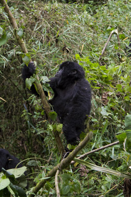 019-Juvenile Climbs the Bamboo