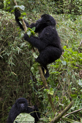 020-Juvenile Climbs the Bamboo