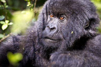 025-Gorilla Closeup