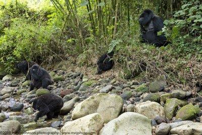 029-Gorillas Drinking Water