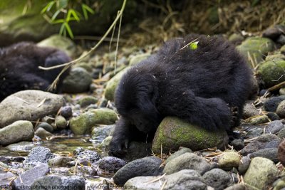 031-Gorilla Drinking