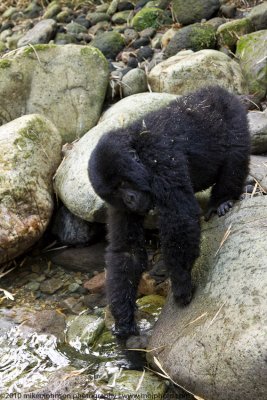 034-Gorilla Drinking