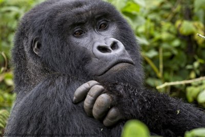043-Gorilla Portrait