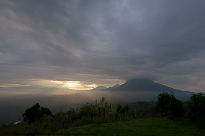 Mountain Gorillas in Rwanda