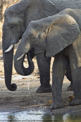 002-Elephants at the Water Hole