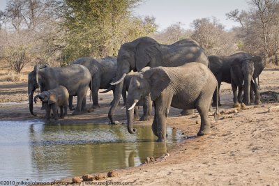 003-Elephants at the Water Hole