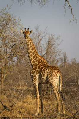 004-Giraffe Looking at Me