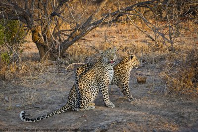 007-Leopard with Cub