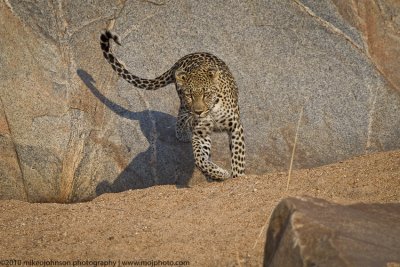 011-Leopard Jumps from Rock