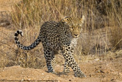 013-Leopard Walking