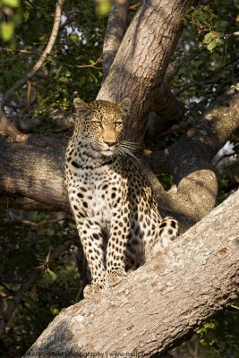 014-Leopard In Tree